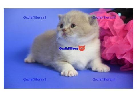 Schattige Britse Korthaar kittens ter adoptie