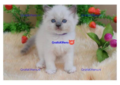 Ragdollkittens die thuis zijn opgevoed
