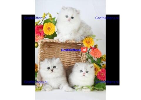 Prachtige Perzische kittens