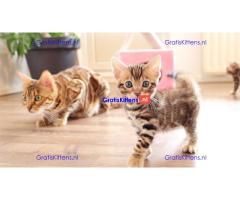 Schattige Bengaalse kittens beschikbaar