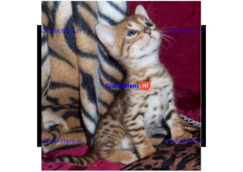 Prachtige Bengaalse kittens