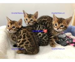 Prachtige Bengaalse kittens