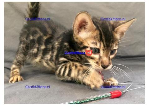 Schattige Bengaalse kittens te koop