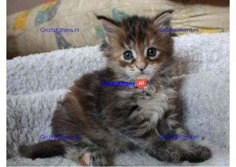 Mooie Russische blauwe kittens