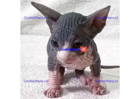 Sphynx-kittens beschikbaar voor herplaatsing