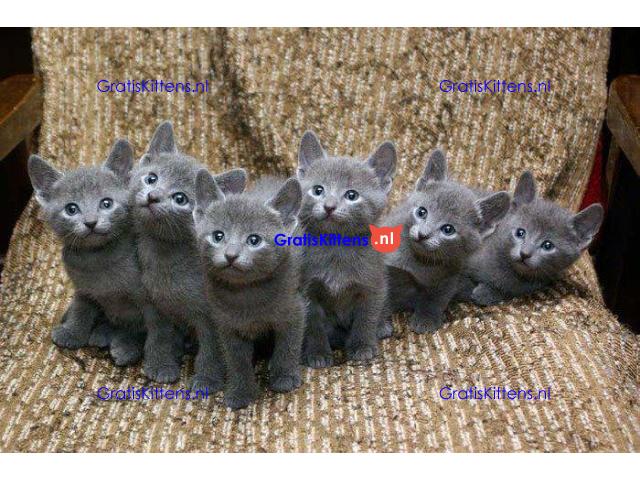 Russische blauwe kittens