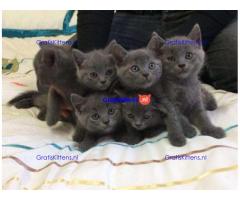 Russische blauwe kittens