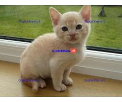 Burmese Kittens Onze prachtige ooit