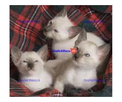 Siamese kittens