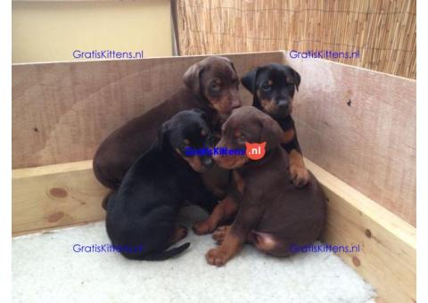 Kc Dobermann Pinscher nest pups