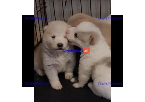 Akita Pups