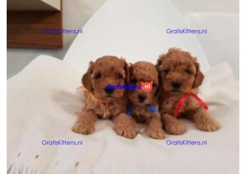 speelgoed poedel pups