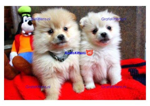 Prachtige Pommerse pups