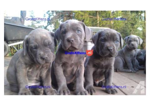 Cane Corso-pups
