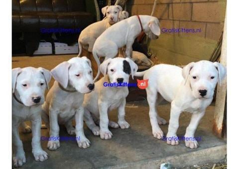 Dogo Argentino