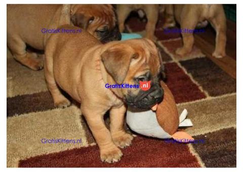 Bullmastiff-pups