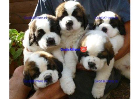 Sint-bernard-puppy's