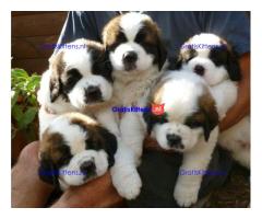 Sint-bernard-puppy's