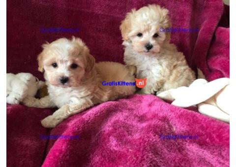 Mooie Maltipoo-puppy's