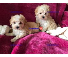 Mooie Maltipoo-puppy's