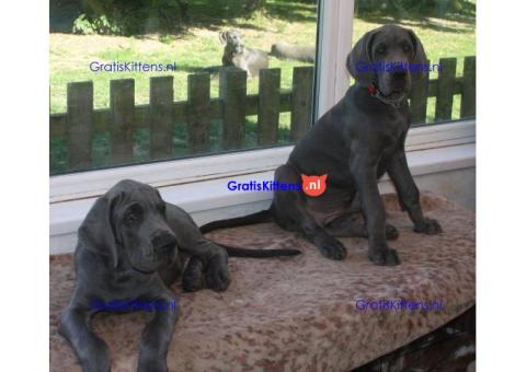 grote deen puppy's