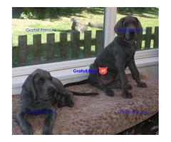 grote deen puppy's