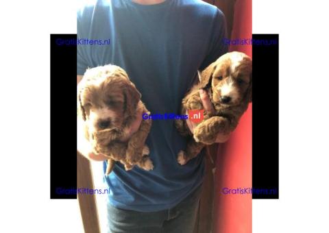 Rode F1 sproodle pups