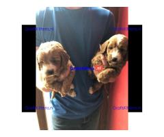 Rode F1 sproodle pups