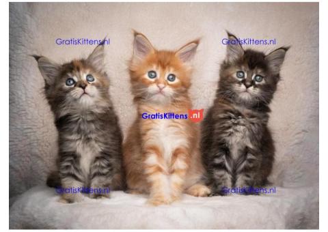 Maine Coon kittens te koop