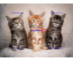 Maine Coon kittens te koop