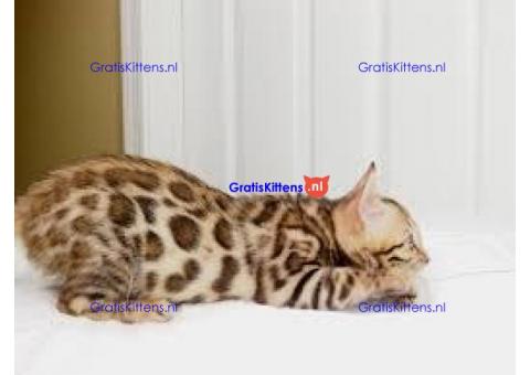 Aanhankelijke Tica Bengal Kittens nu voor jou beschikbaar