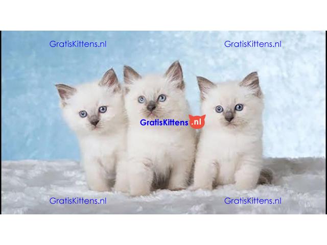 Kwaliteit Ragdoll-kittens voor herplaatsing