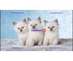 Kwaliteit Ragdoll-kittens voor herplaatsing