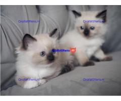 Kwaliteit Ragdoll-kittens voor herplaatsing