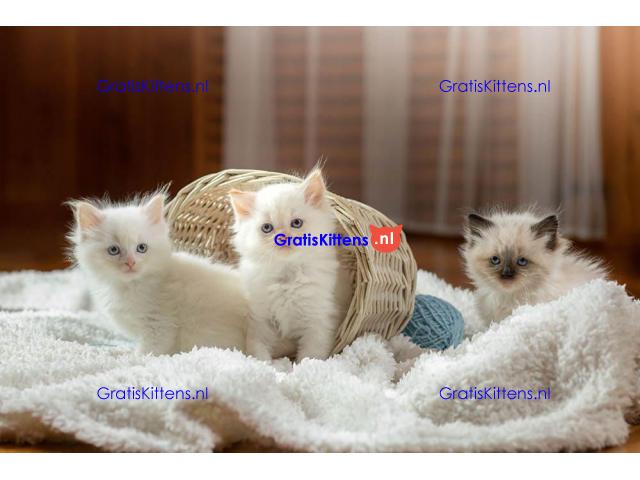 Kwaliteit Ragdoll-kittens voor herplaatsing