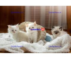 Kwaliteit Ragdoll-kittens voor herplaatsing