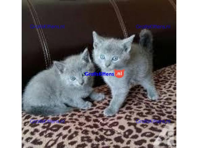 Blauwe Rus Kittens voor goede huizen, zowel mannen als vrouwen, e-mail me