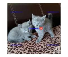 Blauwe Rus Kittens voor goede huizen, zowel mannen als vrouwen, e-mail me