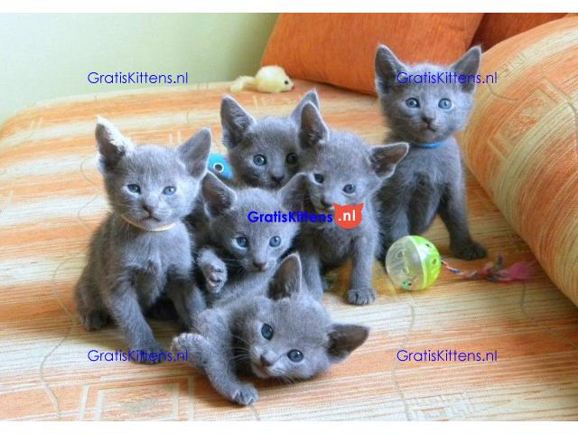 Blauwe Rus Kittens voor goede huizen, zowel mannen als vrouwen, e-mail me