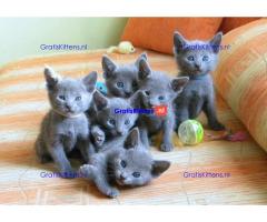 Blauwe Rus Kittens voor goede huizen, zowel mannen als vrouwen, e-mail me