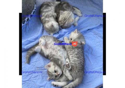 Schattige Scottish Fold kittens