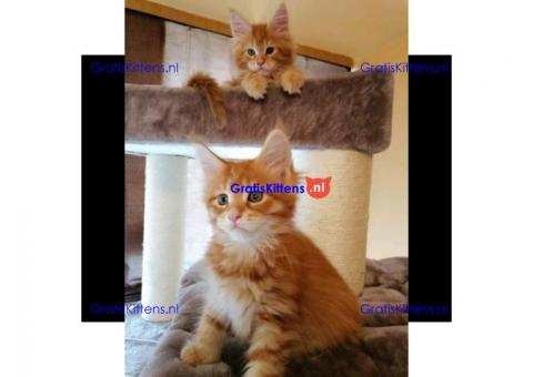 Mooie volbloed Maine Coon-kittens