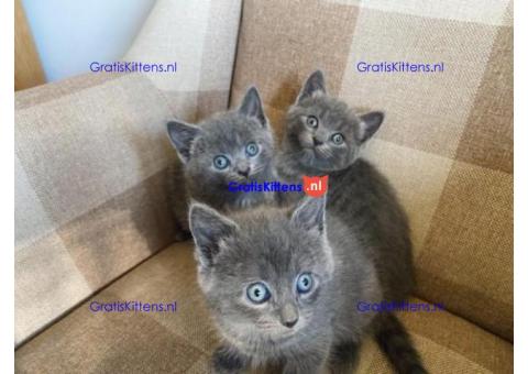 Rasechte TICA Geregistreerde Russische Blauwe kittens.
