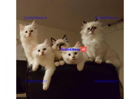 Ragdoll kittens met stamboom