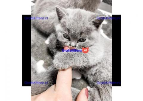 Schattige Grijze Britse Korthaar kittens