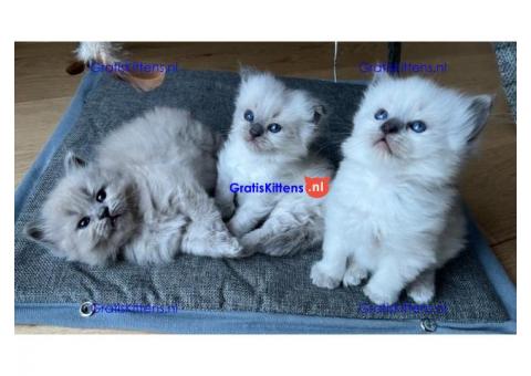 Vriendelijke mannelijke en vrouwelijke Ragdoll-kittens
