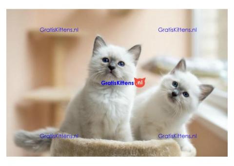 Birmese blauwogige kitten klaar om voor altijd naar huis te gaan