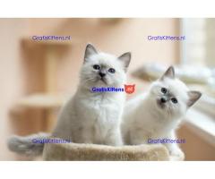 Birmese blauwogige kitten klaar om voor altijd naar huis te gaan
