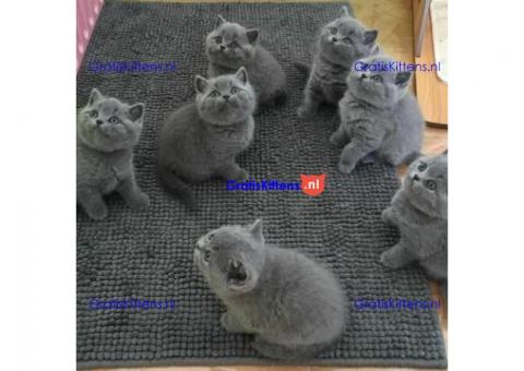 Mooie M.V Britse korthaar kittens -