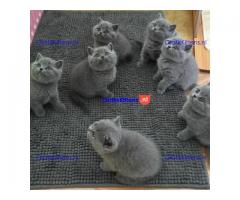 Mooie M.V Britse korthaar kittens -